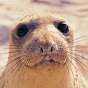 BalticSeal