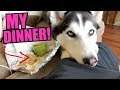 Stubborn Husky DEMANDS MY CHIPOTLE DINNER! (You Will Never Eat Again!)