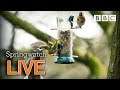 Cute wildlife cams 8 June  🐦🐿 🦆 | BBC Springwatch