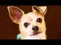 Ranboo Dog Reveal 🐕
