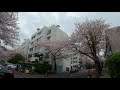 【4K】Cherry Blossom in Dongdaesindong  #1, Busan, Korea in 4K Ultra HD