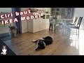 [Doggo] Ciri baut IKEA Möbel auf (ich helfe ihr) 🐕 Abenteuer mit dem Collie