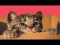 little Kitten & Friends Learn with the cutest cat