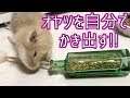 【デグー】瓶からオヤツを自分で取り出せる!?【ぽっぽ】