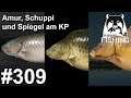 Amur, Schuppen und Spiegelkarpfen am Karpfenparadies | Russian Fishing 4 #309 | Deutsch | UwF