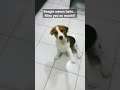 Beagle says hi! #beagle #dog #funny
