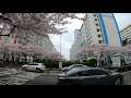 【4K】Cherry Blossom in Namcheondong #6, Busan, Korea in 4K Ultra HD