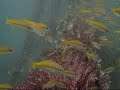 Kenyalang Oil Rig Wreck Miri, Favourite Dive Spot (RAW ASMR)