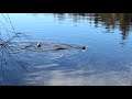 River Otters Munching on Fish in Lost Lagoon