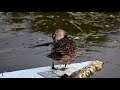 This duck preening itself