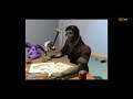 Game Network TV GAME PLAY - Summoner (Trailer) / Star Trek Deep Space Nine The Fallen (Improvised)