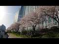 【4K】Cherry Blossom in  Oncheoncheon #12, Busan, Korea in 4K Ultra HD