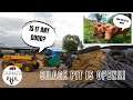PIT & PIGS | OPENING THE SILAGE PIT 2021 & MOVING PIGS