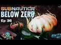 Subnautica Below Zero episode 36 - Young and Grand Cotton Anemones