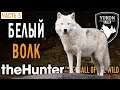 theHunter Call of the Wild #5 🐺 - Трофей: Белый Волк - Долина Юкона, Аляска