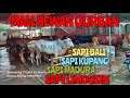 🔴 MALL HEWAN QURBAN H DONI Menyediakan SAPI BALI SAPI KUPANG SAPI MADURA SAPI LIMOUSIN