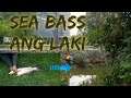 White Sea Bass Fish Nahuli sa Kanal likod ng School dito sa Thailand Sobrang laki