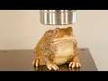 Crushing Crunchy & Soft Things by Press! EXPERIMENT: Hydraulic Press vs Fake Toad