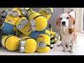💜🍌Life With 10 Amazing Minions Compilation 💜🍌
