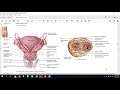 Reproductive Anatomy II