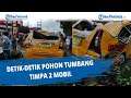 Detik-detik Pohon Tumbang Timpa 2 Mobil