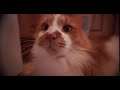 Fast Cat V1.0