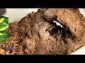 Tarantula Feeding - Honduran Curly Hair (Brachypelma albopilosum) 4
