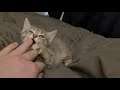 9 Minutes of a Kitty Playing "Yoda"