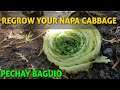 REGROW YOUR NAPA CABBAGE | PECHAY BAGUIO | CHINESE CABBAGE #shorts