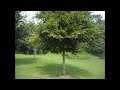 Coseley Silver Jubilee Park - Vlog #2