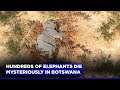 Hundreds Of Elephants Die Mysteriously In Botswana