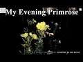 My Evening Primrose