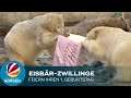 Bremerhavener Eisbär-Zwillinge feiern 1. Geburtstag: Torte und Geschenke für Anna und Elsa