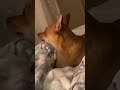 Chihuahua goodnight :)