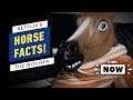 Netflix's The Witcher Roach Facts - IGN Now