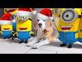 Funny Dogs vs Minion in REAL LIFE Animation Christmas Compilation! Must see! #10