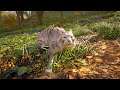How to Get A Lynx Paw Lynx Location Assassins Creed Valhalla