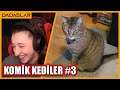 Pqueen - Aşırı Komik Kedi Videoları İzliyor #3