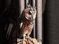 #shorts #shortsbeta #owl #night #bird #nightowl owl in the dark night #beautiful #videos #trending