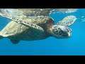 SNORKELING WITH GREEN SEA TURTLES! | Molokini Crater and Hanalei bay snorkeling