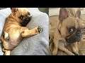 Funny and Cute French Bulldog Compilation 2021 - Cutest French Bulldog