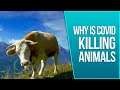 Why Is Covid Killing Animals