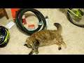 🐈 Sunday Cat Nya loves tires with music