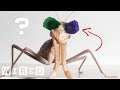 Why Are Praying Mantises Wearing 3D Glasses? | WIRED