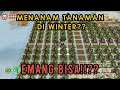 Cara Menanam Tanaman Di Musim Dingin Winter Story of Seasons Friends of Mineral Town