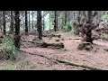 Dark forest setting the dull mood (Nature Visualizer)