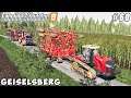 Harvesting sunflower, spreading manure & slurry, cultivation | Geiselsberg Farm | FS 19 | ep #60