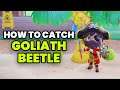 Goliath Beetle - How To Catch & Selling Price | Animal Crossing New Horizons (ACNH)