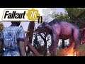 Fallout 76 deutsch ☢️ Grahms Fleischhappa | LETS PLAY S01E71