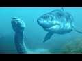 10 Animals That Could Defeat A Python